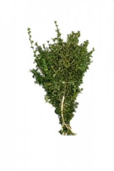 Green Brush (Large Bunch)