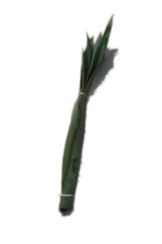 Phormium (Large Bunch)