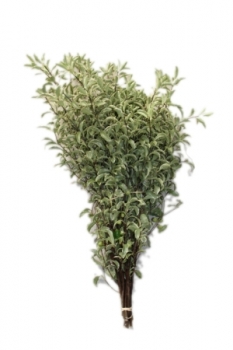 Varigated Pittisporum (Large Bunch)