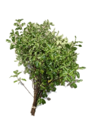 Red Pittisporum (Large Bunch)