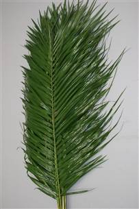 Greenery - Roebilini