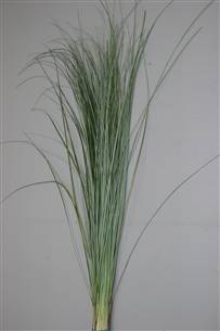 Greenery - BearGrass