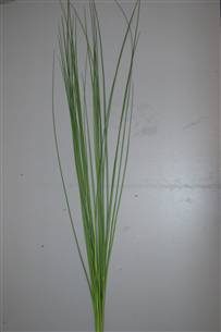 Greenery - SteelGrass
