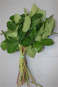 Greenery - Salal Leaves LARGE