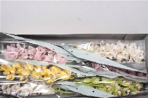 Orchids - Cymbidium Mixed Colours 6 in a BOX