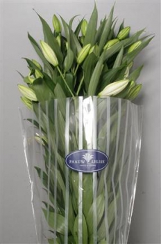 Lily (Oriental) - White