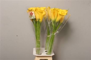 Calla Lily -Yellow