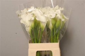 Calla Lily - White