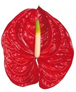 Anthurium - Red