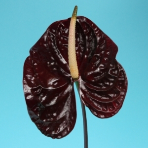 Anthurium - Brown/ Black