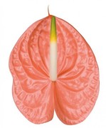 Anthurium - Peach/Salmon