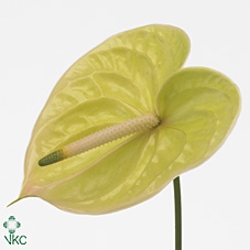 Anthurium - Cream