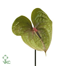 Anthurium - Green