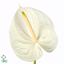 Anthurium - White