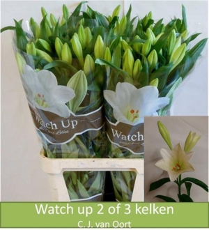 Lily (Longiflorum) - White