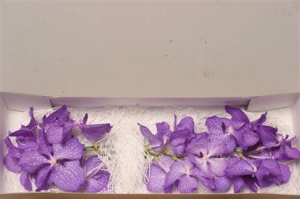 Orchids (Vanda) - Blue