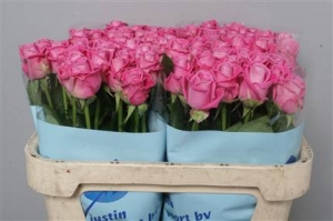 Rose - Aqua - Pink