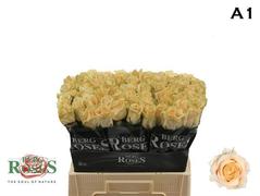Rose - Avalanche - Peach