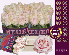 Rose - Sweet Avalanche -Pale Pink