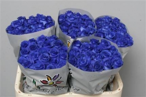 Rose - Vendela - Blue Painted