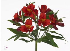 Alstromeria - Red