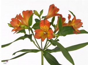 Alstromeria - Orange