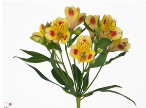Alstromeria - Yellow