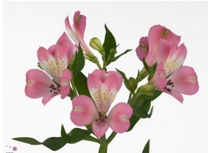 Alstromeria - Pink
