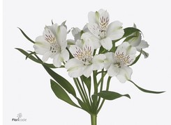 Alstromeria - White