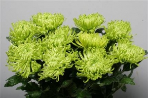 Chrysanthanum G Anastasia (Green)