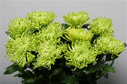 Chrysanthanum G Anastasia Gree (Green)