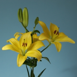 Lily (Asiatic) - Yellow