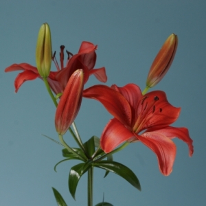 Lily (Asiatic) - Red