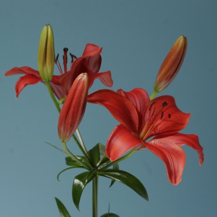 Lily (Asiatic) - Red