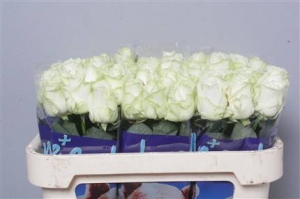 Rose - Avalanche - Cream/White