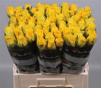 Rose - Penny Lane - Yellow