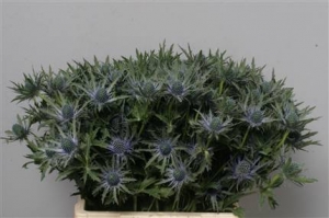 Eryngium (Thistle) - Blue