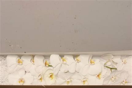 Orchids - Phalaen Wit (white-blanc)