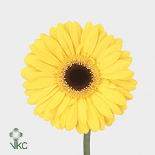 Gerbera (Large) - Yellow