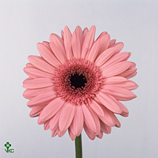 Gerbera Gr (Large) Pink Fantasy (pink)