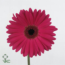 Gerbera (Large) - Cerise