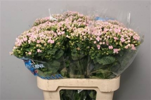 Bouvardia - Pink