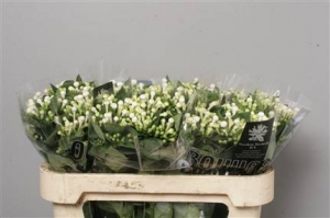 Bouvardia - White