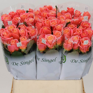 Rose - Miss Piggy - Peach (Two Tone)