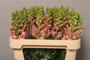 Antirrhinum - Pink