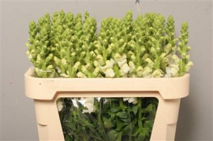 Antirrhinum - White