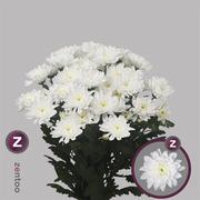 Chrysanthanum T Baltica (White)