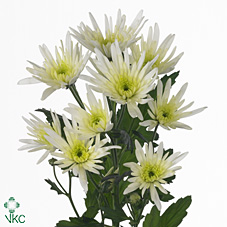 Chrysanthanum T Delianne (White)
