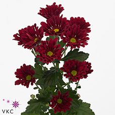 Chrysanthanum T Dublin (red-rouge)