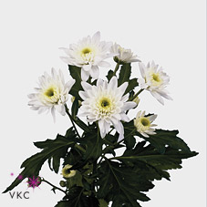 Chrysanthanum T Euro (white)
